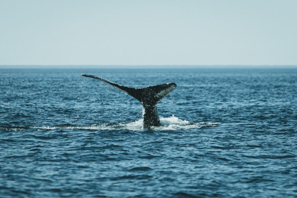 whale watching